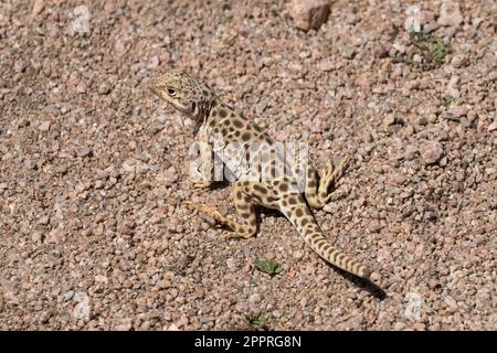 Blunt Nose Leopard Lizard at Poppy Preserve State Park near Lancaster California. Stock Photo