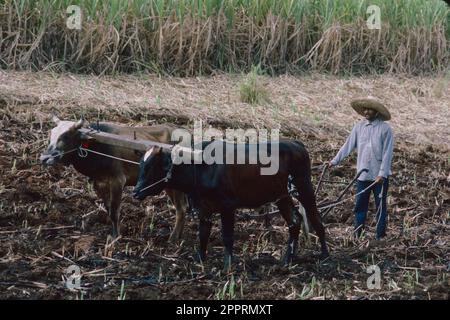 Indian Farmer plowing cane field near Nadi, Viti Levu, Fiji Stock Photo