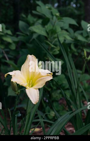 Hemerocallis lilioasphodelus is a yellow daylily blooming flower in a home garden in Alabama, USA. Stock Photo