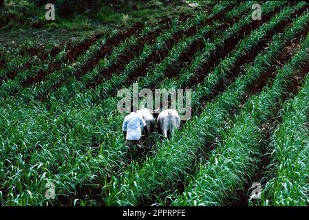 Indian Farmer plowing cane field near Nadi, Viti Levu, Fiji Stock Photo