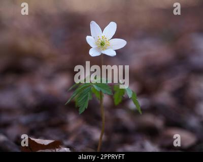 Anemonoides nemorosa (wood anemone) Stock Photo