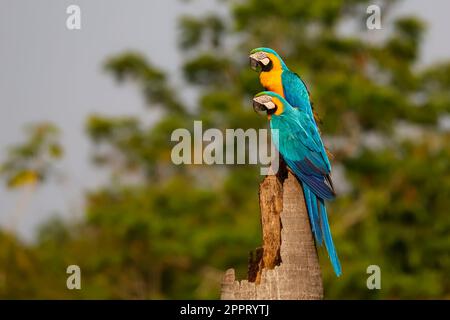 Two Blue-and-yellow macaw perching together on a palm tree stump ,looking to the left, side view, against green defocused natural background, Amazonia Stock Photo