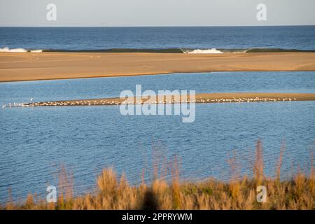 View of the entrance of the Garzon lagoon to the Atlantic Ocean, with a group of seagulls nesting on the beach Stock Photo