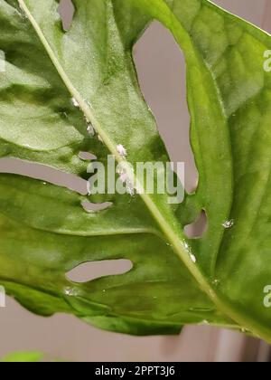 Close up of a green leaf of Monstera Adansonii infested with mealy bugs  Stock Photo - Alamy