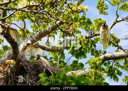 Jabiru nest in a tree, youngster attempts at flying, adult perching on tree branch, Pantanal Wetlands, Mato Grosso, Brazil Stock Photo
