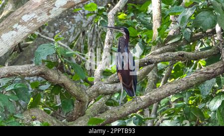 Agami Heron on a tree branch against green natural background, Pantanal Wetlands Stock Photo