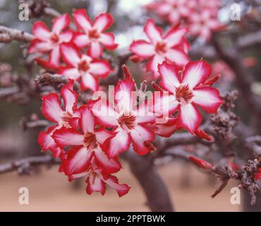 The Impala Lily (Adenium multiflorum) grows in northern South Africa and Swaziland, Mozambique and Zimbabwe, extending into Malawi and Zambia. Stock Photo