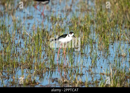 A beautiful stilt (Himantopus himantopus) standing in a large wetland filled with lush grass Stock Photo