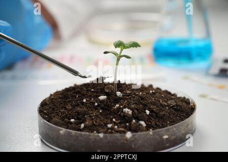 Scientist takes sample of soil from Petri dish with sprout Stock Photo