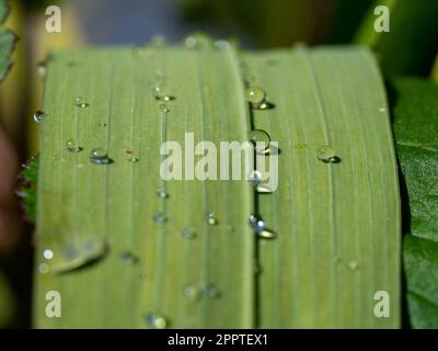 Beaded Raindrops on the flat curved surface of a long bent over green iris leaf, fresh water, closeup Stock Photo