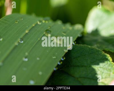 Raindrops on the surface and edge of long bent over green iris leaves, fresh water, closeup Stock Photo
