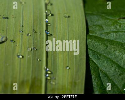 Raindrops on the surface and vein of long bent over green iris leaves in the garden, fresh water, closeup Stock Photo