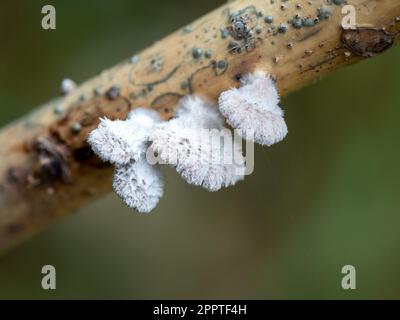 Some sort of white fungus on a stick Stock Photo