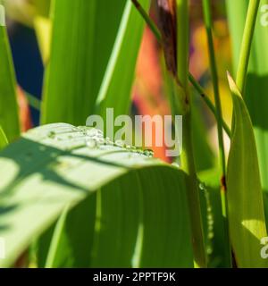 Beaded round Raindrops on the flat surface of a long bent over green iris leaf in the garden, fresh water, closeup Stock Photo