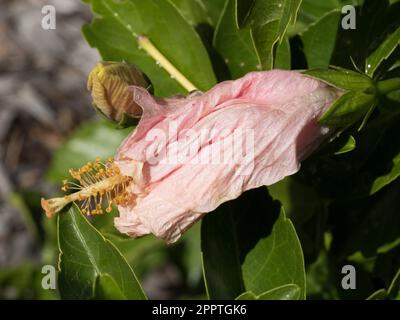 Pink apricot coloured Hibiscus flower bud Stock Photo