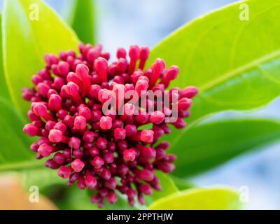 Ixora Coccinea ‘Coral Fire’ flower buds ready to bloom into scarlet orange flower and green leaves Stock Photo