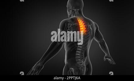 Human Anatomy Animation Showing Spine Structure. Stock Photo