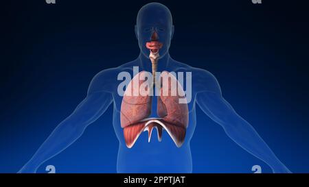Medical 3d animation of the human lung with its parts visible. Medically accurate animation of the human lungs. Stock Photo