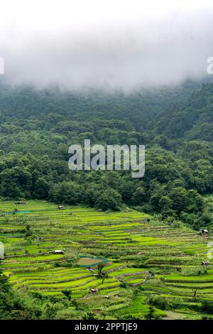 Terrace Paddy Fields, Khonoma Village, Nagaland, India. Khonoma, Asia’s ...