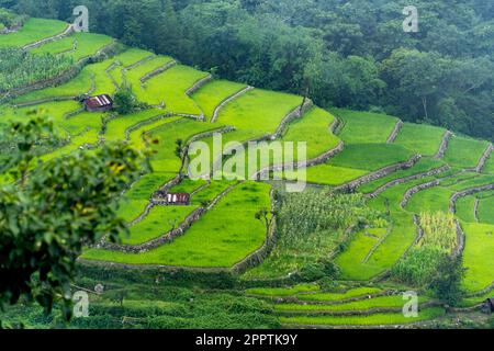 Terrace Paddy Fields, Khonoma Village, Nagaland, India. Khonoma, Asia’s ...