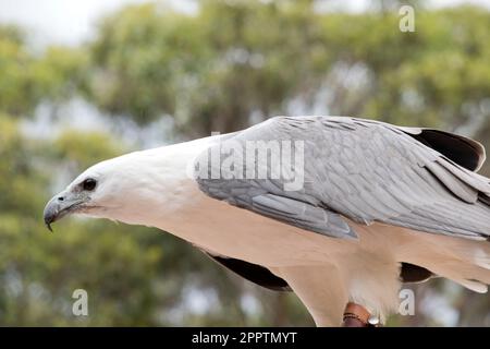 White bellied sea eagles hi-res stock photography and images - Alamy