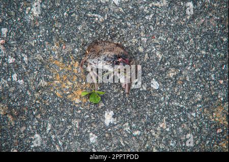 A small brown mouse caught by it's nose in a mouse trap in a loft or attic  Stock Photo - Alamy