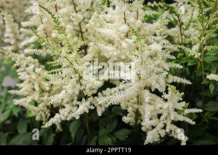 Beautiful Astilbe plant with white flowers, closeup Stock Photo