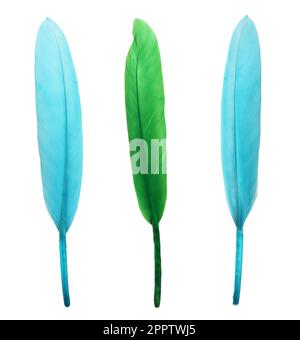 Set with different beautiful color feathers on white background Stock Photo