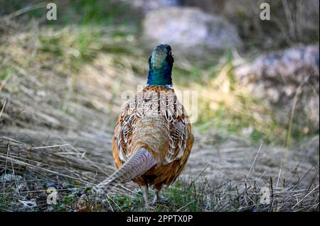 lonely pheasant walking around in forest Motala Sweden Stock Photo