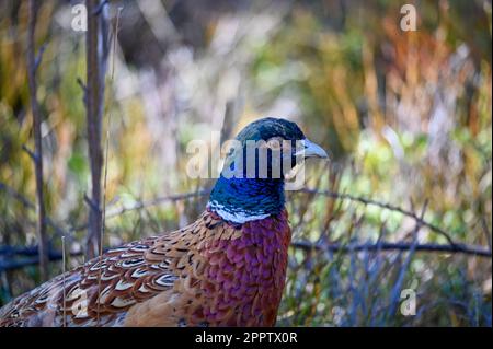 lonely pheasant walking around in forest Motala Sweden Stock Photo