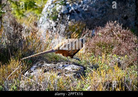 lonely pheasant walking around in forest Motala Sweden Stock Photo