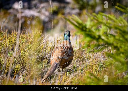 lonely pheasant walking around in forest Motala Sweden Stock Photo