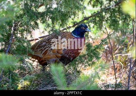 lonely pheasant walking around in forest Motala Sweden Stock Photo
