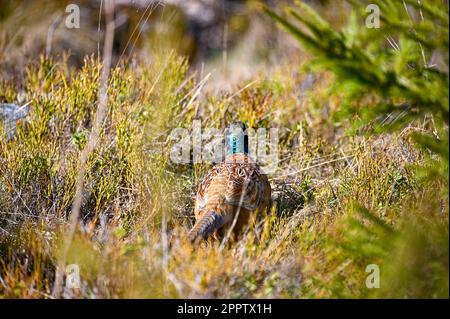 lonely pheasant walking around in forest Motala Sweden Stock Photo