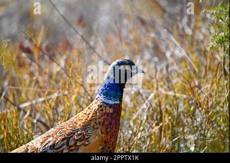 lonely pheasant walking around in forest Motala Sweden Stock Photo