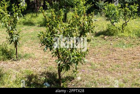 Peach fruit tree infected with leaf curl disease Stock Photo