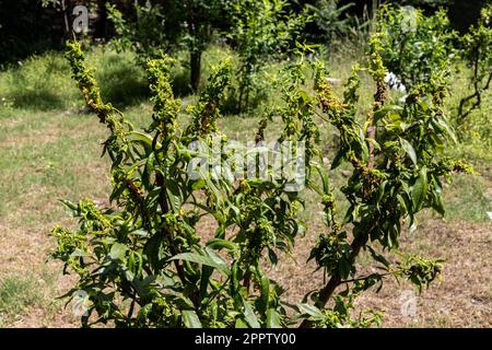 Peach leaf curl disease caused by the fungus Taphrina deformans infected and damages the leaves of the tree Stock Photo