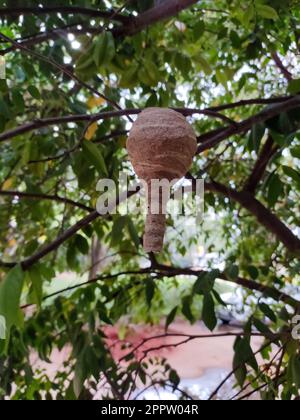 Hornet Paper Wasp Nest on a tree Stock Photo