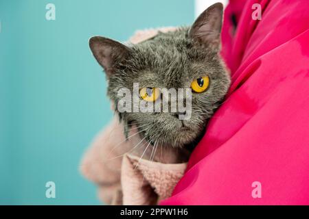 Black wet cat in towel after bath. Grey oriental cat in the hands of a groomer. professional animal care Stock Photo