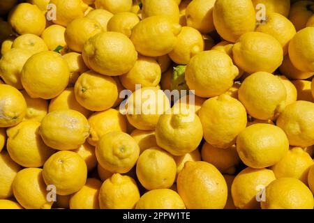 Tray of Monachello lemons, Citrus Lemon, Monachello, Sicily, Italy Stock Photo