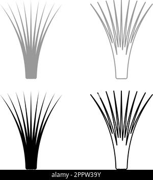 Edible grass lemongrass Cymbopogon citratus spices vegetable herbal plant set icon grey black color vector illustration image solid fill outline contour line thin flat style Stock Vector