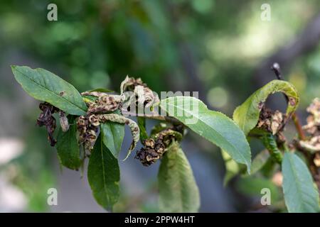 Peach tree with leaf curl taphrina deformans disease Stock Photo