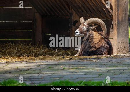Male ram European mouflon - Ovis gmelini - in a deer park in Germany Stock Photo