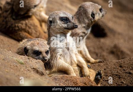 Meerkats - Suricata suricatta - enjoying the sun and wathing out for predators Stock Photo