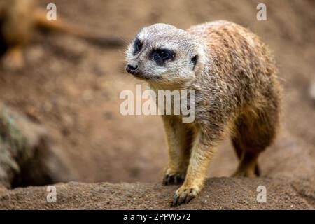 Suricate or meerkat - Suricata suricatta - detail portrait Stock Photo