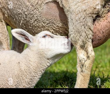 Small lambkin drinks milk suckling from udder of mother sheep Stock Photo