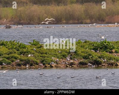 Flock of Black-headed gulls at St Aidan's Park nature reserve in Spring. Leeds. Stock Photo