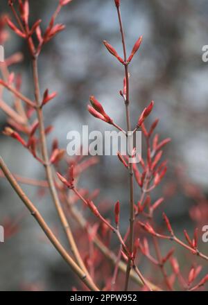 Branches with buds and leaves of Acer Japonicum or Japanese maple Stock Photo
