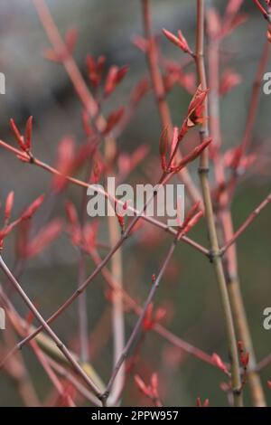 Branches with buds and leaves of Acer Japonicum or Japanese maple Stock Photo