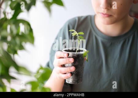Young green tomato seedling in hands. Effective growing of vegetable and plant seedlings. Stock Photo